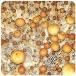 Псилоцибиновые (галлюциногенные)  грибы Psilocybin "Golden Teacher" в Сясьстрое