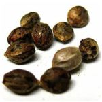 Семена марихуаны АК-47  (Seeds AK-47) в Сясьстрое